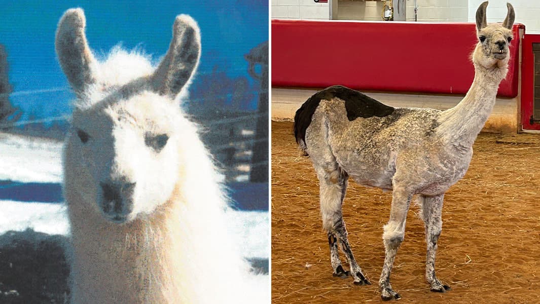 AQShda 27 yoshli Uayttop dunyodagi eng keksa lama deb tan olindi. U og‘ir kasalliklarga chalingan bolalarga g‘amxo‘rlik qilish bilan shug‘ullanadi