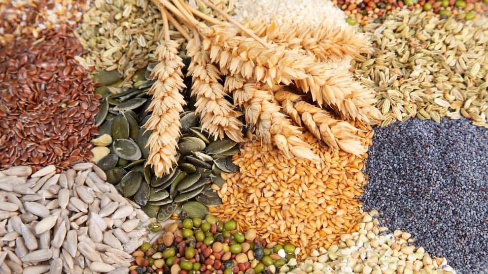 Uzbekistan and China to launch $200 million seed production complex in Tashkent region