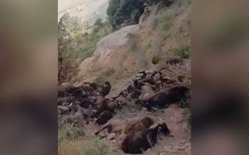 В Сарыасийском районе 300 овец сорвались в глубокий овраг и погибли