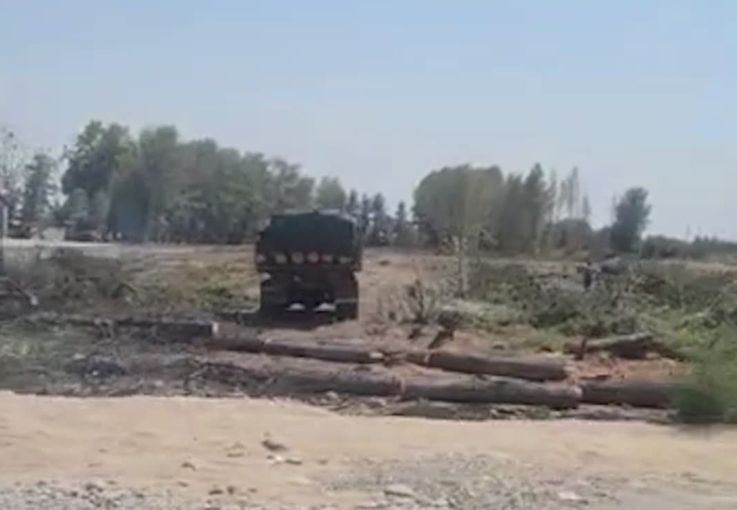 В Сурхандарьинской области вырубили взрослые сосны