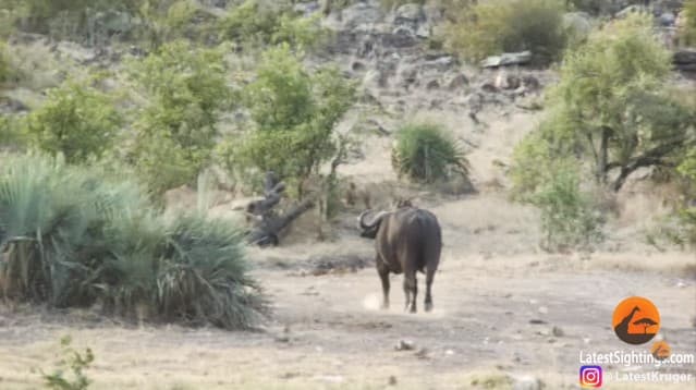 Sherlar changalida qolgan filchaga buyvollar yordamga keldi (video)
