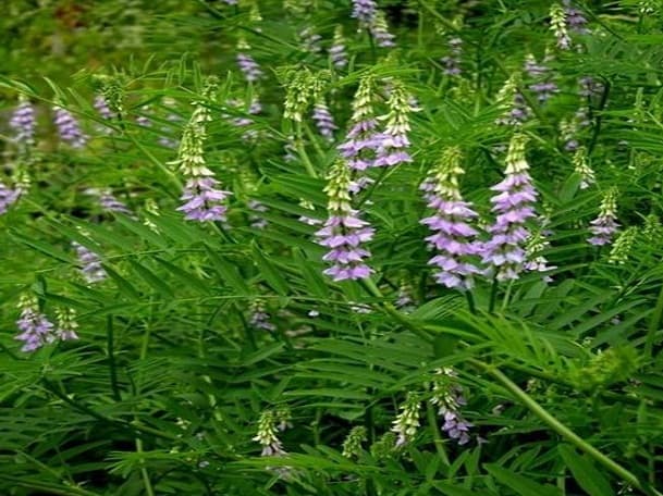 Qizilmiya plantatsiyasini tashkil etganlarga imtiyozlar beriladi
