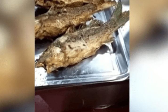 Qovurilgan baliq birdan jonlanib ketdi (video)