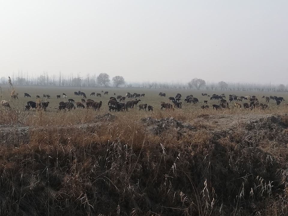 Oltiariqdan xushxabar: Qo‘ylar egalariga qaytarildi!