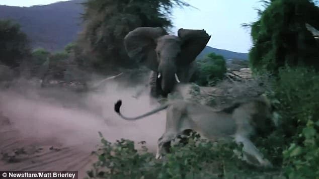 Filning sher bilan jangi videoga olindi
