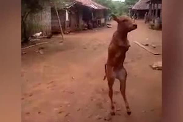 Old oyoqlari yo‘q buzoq odamga o‘xshab yurishni o‘rganib oldi (video)