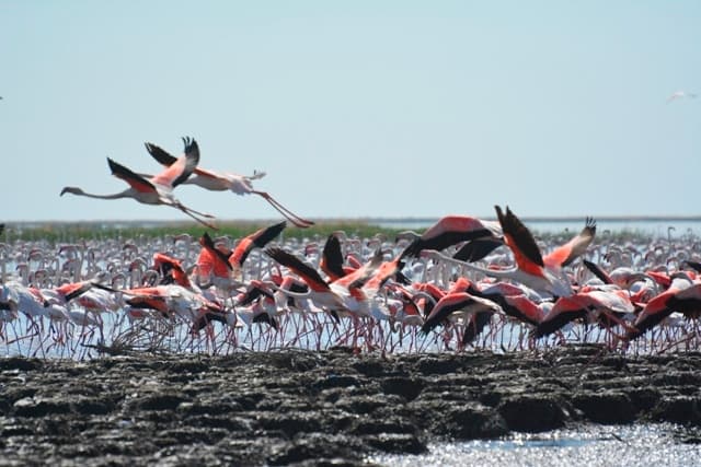 Flamingo Qoraqalpog‘istonga nega uchib keladi?