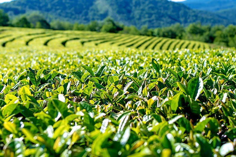 O‘zbekistonda yirik choy plantatsiyasi tashkil etiladi