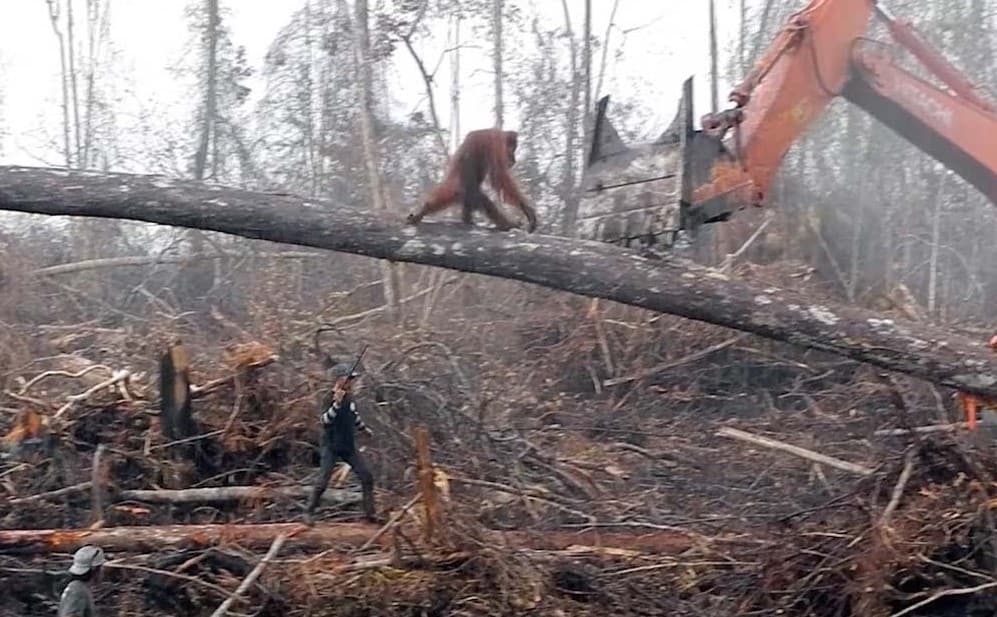 Orangutang o‘rmonni yo‘q qilayotgan buldozerni to‘xtatmoqchi bo‘ldi (video)
