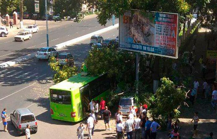 Toshkentda daraxtga borib urilgan avtobus haydovchisi yo‘lda uxlab qolgan