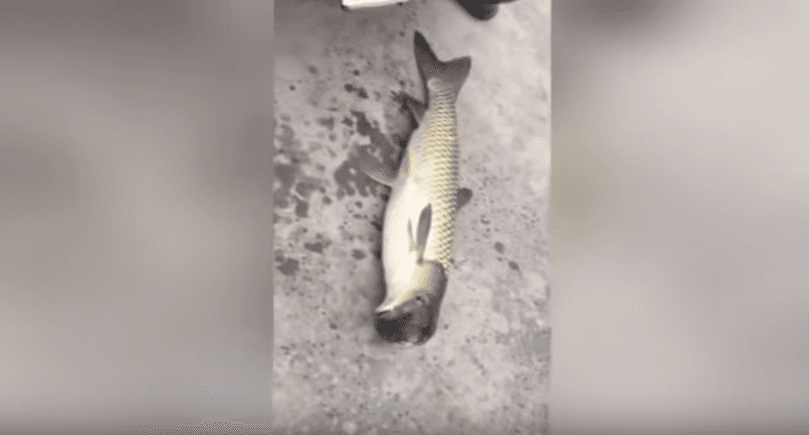 Xitoyda boshi kabutarnikiga o‘xshash baliq tutildi (video)