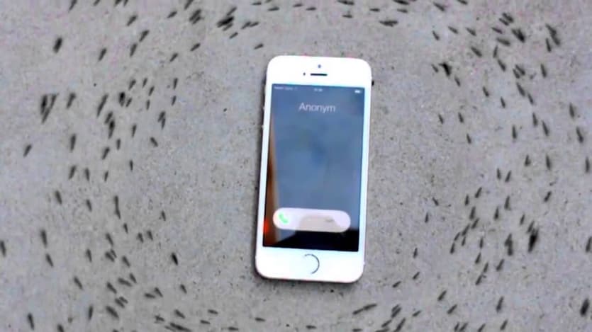 Chumolilarning iPhone atrofida “raqsga tushishi” foydalanuvchilarni o‘ylantirib qo‘ydi