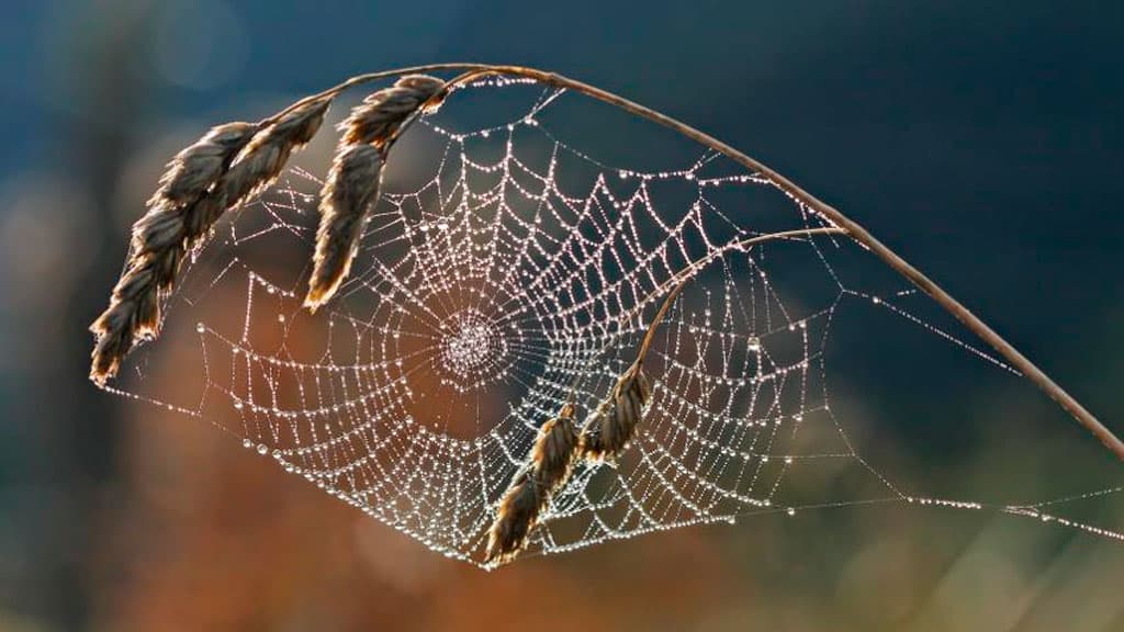 Yevropada sun'iy o‘rgimchak to‘ridan samolyotlar ishlab chiqarilishi mumkin