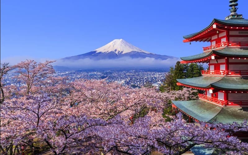 Yaponiyada sakura daraxti gulladi