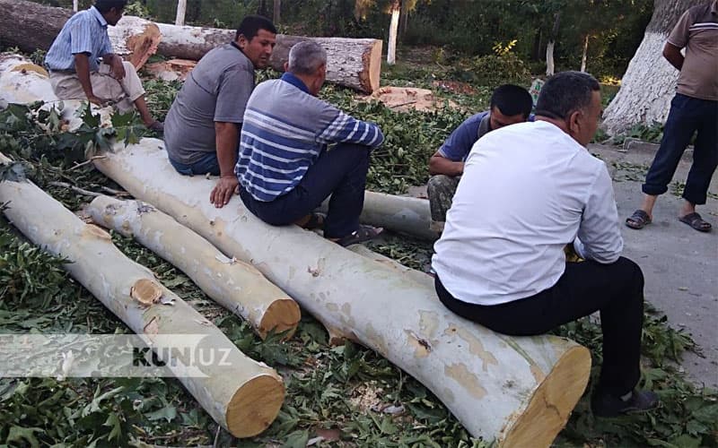 Past Darg‘omdagi maktablardan birida chinorlar ayovsiz kesib tashlanmoqda - foto