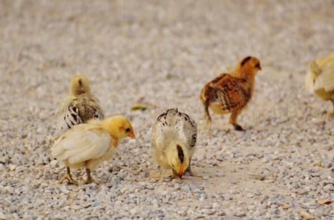 Axlatxonaga tashlangan tuxumlardan jo‘jalar ochildi (video)