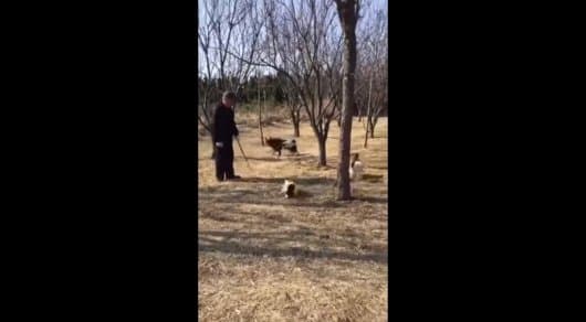 Bir to‘da mushuklarning it va uning egasini talashi videosi ommalashdi (video)