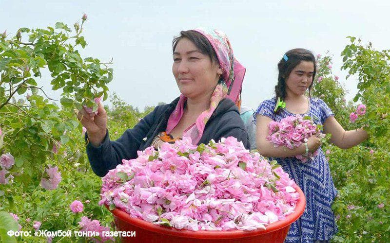 Jomboyda yog‘ining 1 grammi 120 dollar turuvchi Damashq atirguli yetishtirilyapti