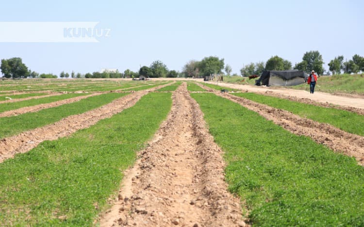 BIG Agro kompaniyasi Mirishkorda eksportbop qalampir yetishtirayotgani haqida hikoya