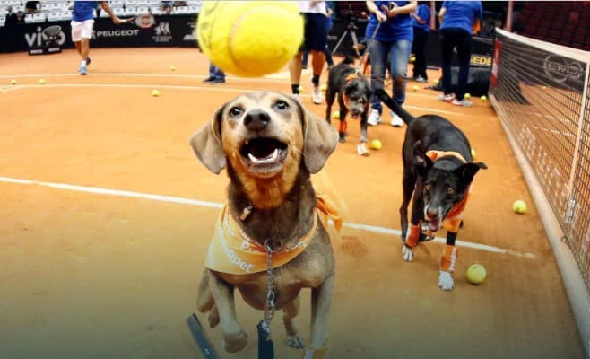 Tennis turnirida boshpanasiz itlar «bolboylar» rolini bajardi