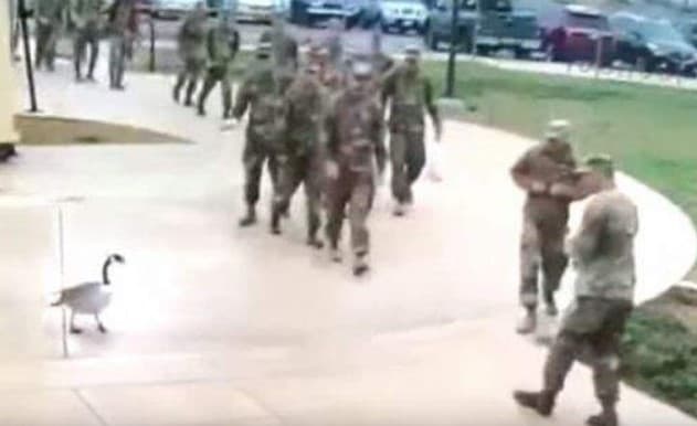 Tajovuzkor g‘oz bir o‘zi amerikalik harbiylarga “chaqiriq tashladi” (video)  