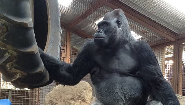 AQShda imo-ishoralar tilini bilgan gorilla hayotdan ko‘z yumdi