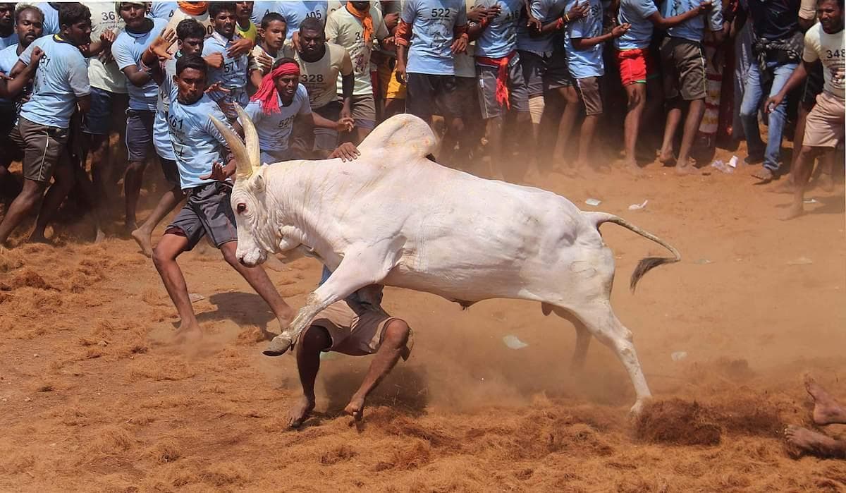 Hindistonda ho‘kizlarni “jilovlash” bo‘yicha musobaqalarda 70 ga yaqin kishi jarohat oldi 