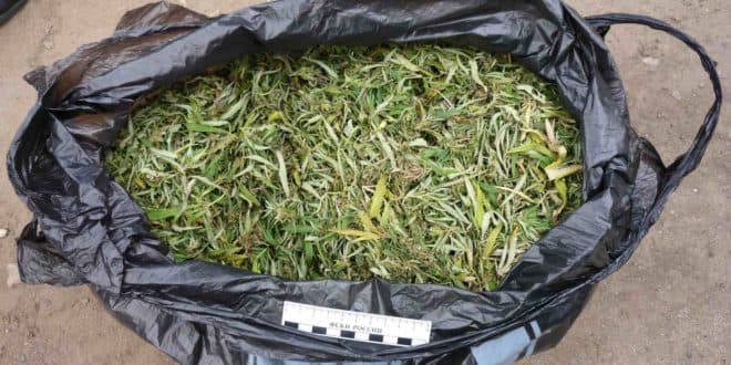 Choyxonada 5 kilogramm marixuanani sotayotgan shaxs ushlandi – IIV