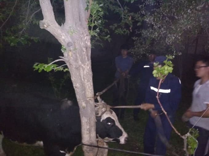 Foto: Qutqaruvchilar buqani tutish «operatsiyasi»ni o‘tkazishdi