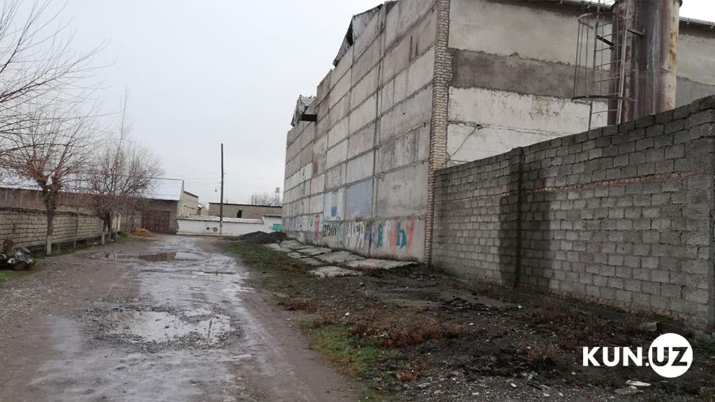 Daraxtlar yashil emas, oq tusga kiradi. Jomboydagi mahalla aholisi sement changidan aziyat chekmoqda