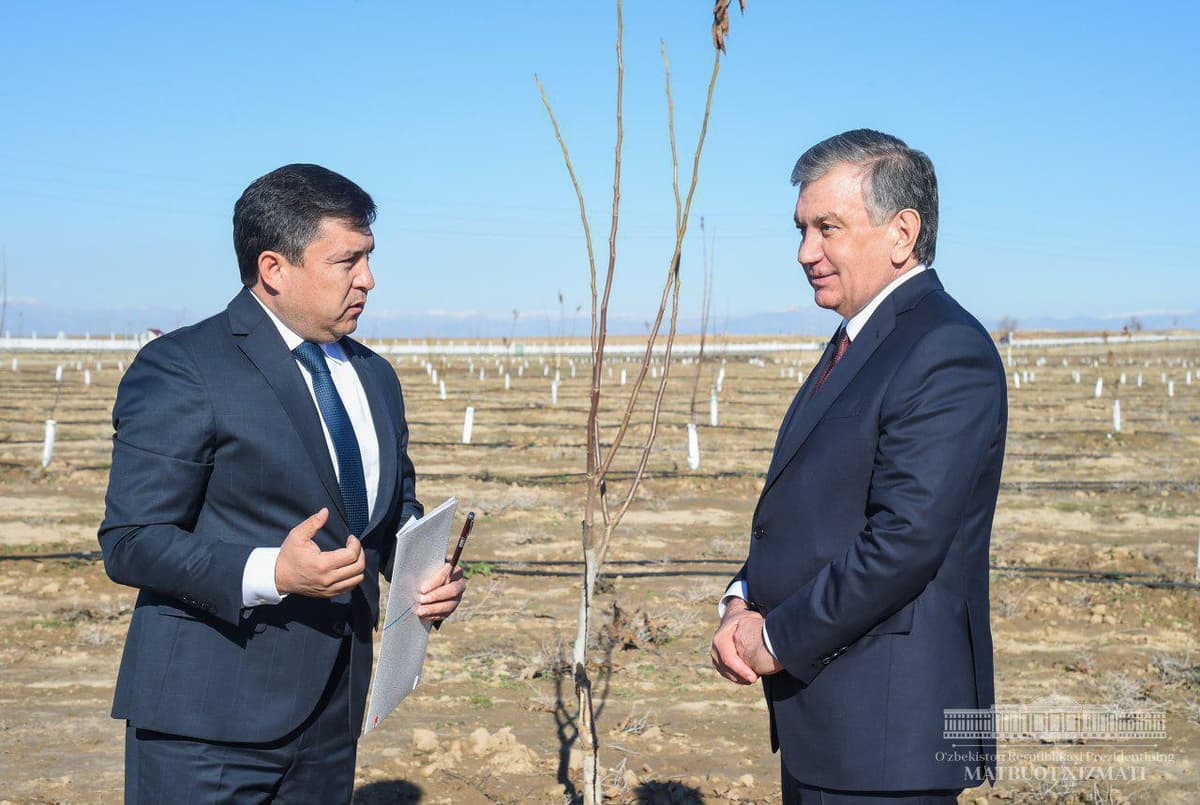 Qashqadaryoda bog‘dorchilik rivojlantiriladi. Prezident yong‘oq ko‘chati o‘tqazdi