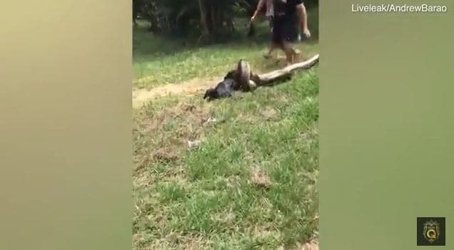 Video: It anakonda hamlasidan qutqarib qolindi