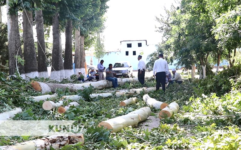 Daraxtlarning xunini kim to‘laydi? - Past Darg‘omda maktab direktori tashabbusi bilan 40ta chinor kesib tashlandi
