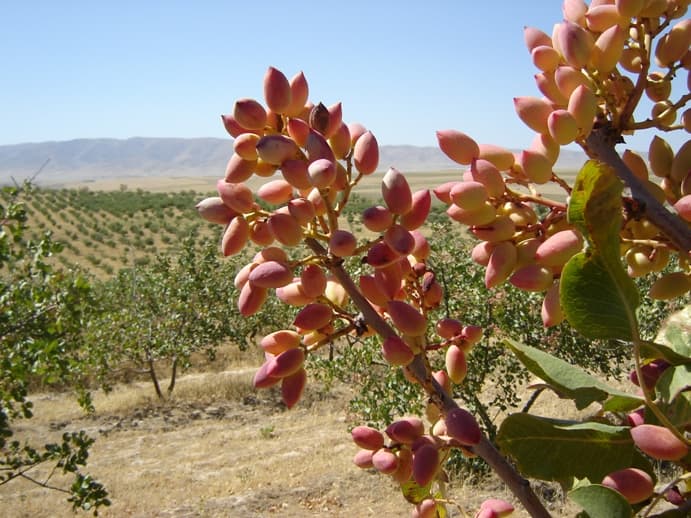 Nurota tumanida intensiv pista plantatsiyalari barpo etiladi