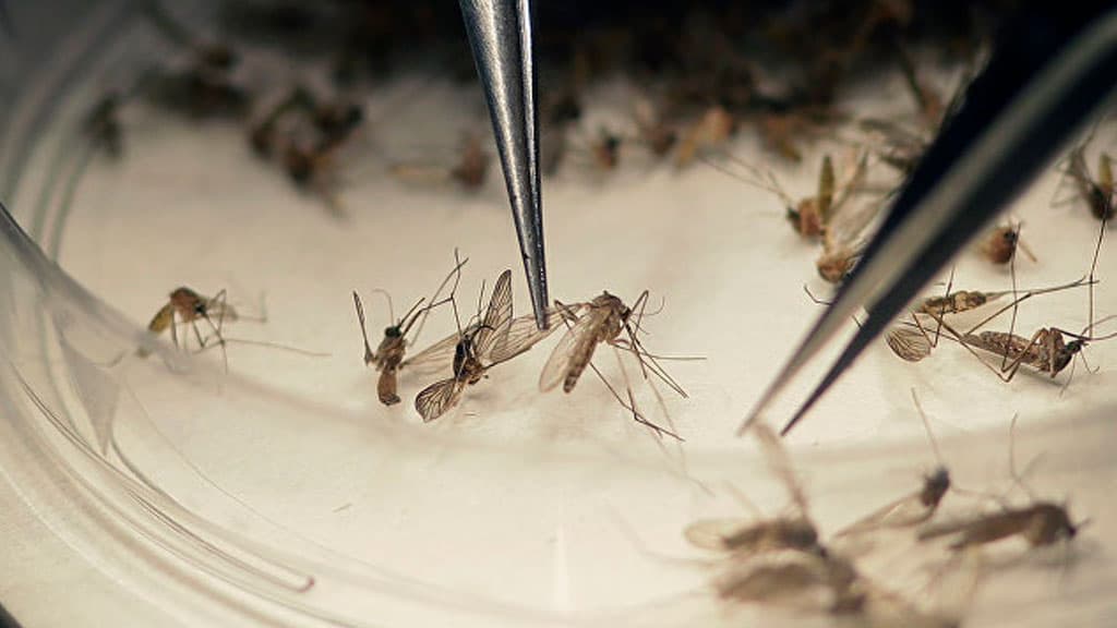 Hindistonda Zika bezgagidan kasallanganlar soni oshib bormoqda