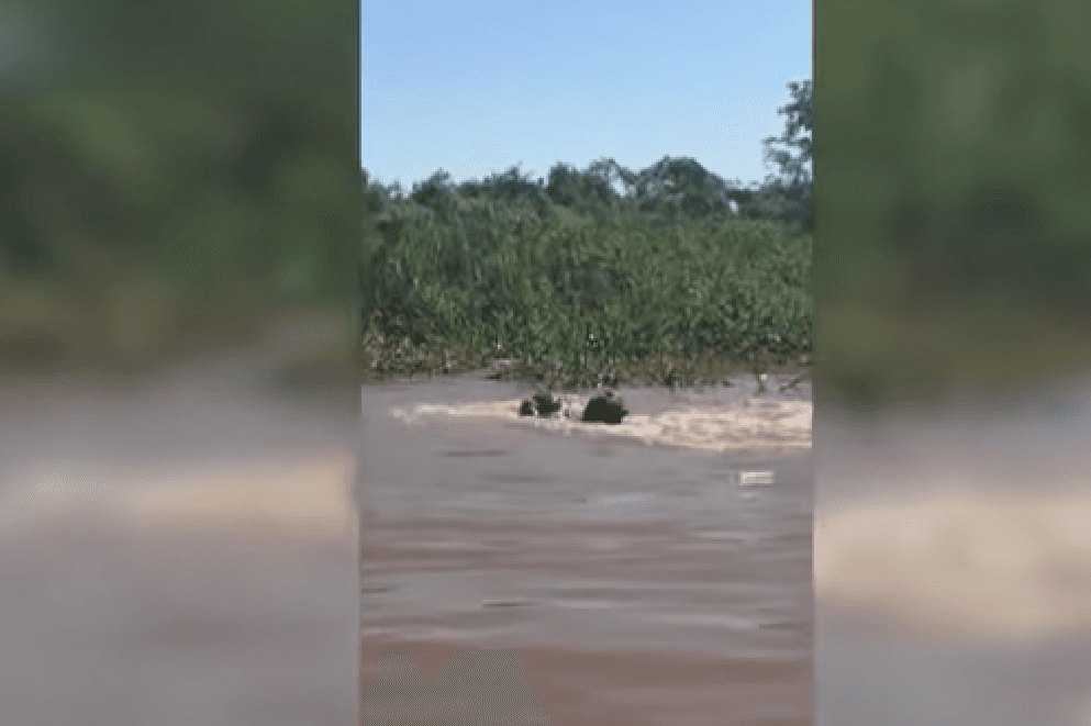 Braziliyadagi daryoda alligator va yaguar olishuv uyushtirdi