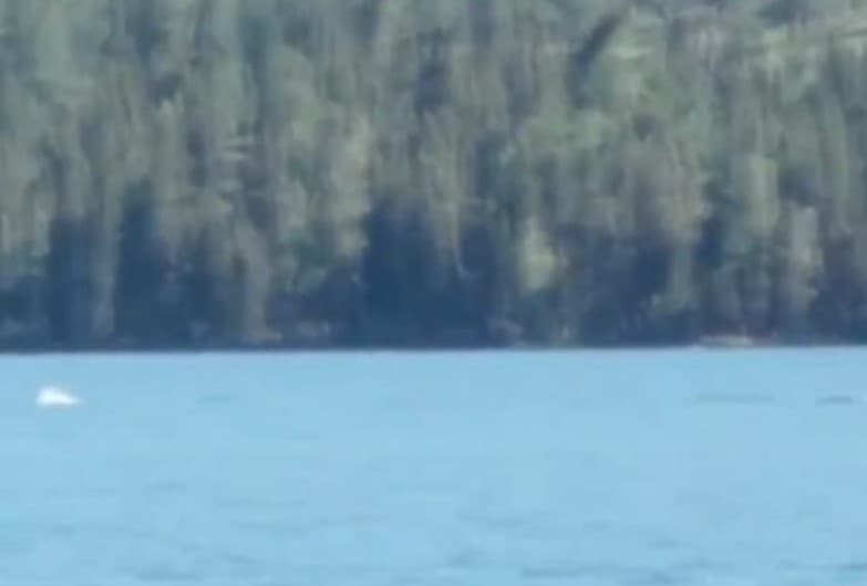 Xitoydagi ko‘lda sirli mavjudot suzib yurgani tasvirga olindi (video)