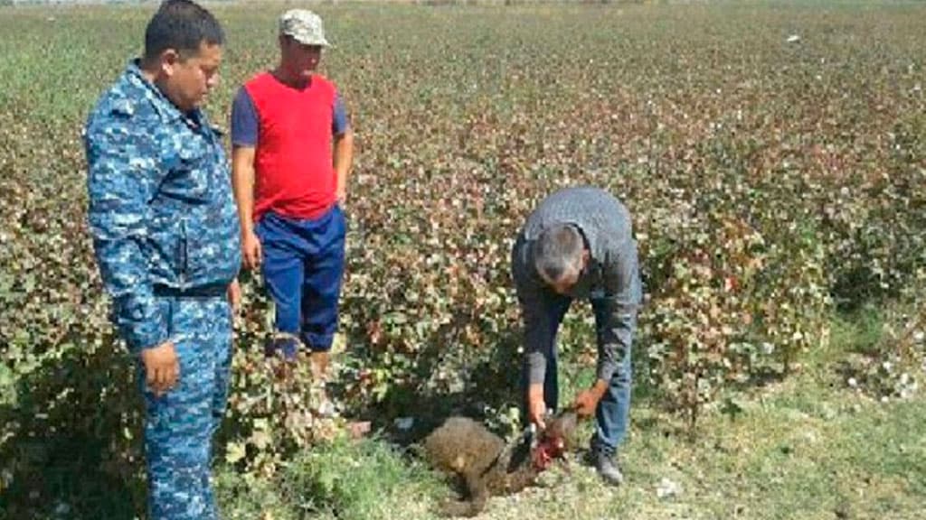Бухорода сўйилган қўйлар: бу қонунбузарликка ИИБ эмас, маҳалла йиғинлари айбдор бўлиб чиқди