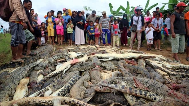 Indoneziyada «qasoskorlar» 300ga yaqin timsohni o‘ldirib yuborishdi
