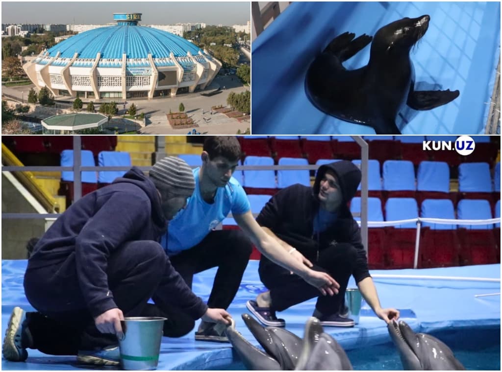 «Delfinlar shousi» haqidagi gap so‘zlarga nuqta qo‘yildi. Ular Toshkentda, sizlarni kutmoqda