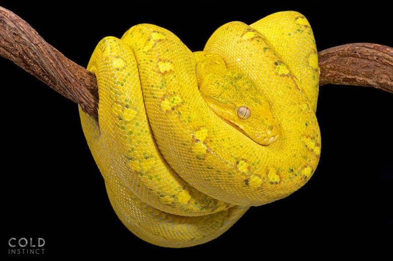 Sayyoramizdagi 22 ta yorqin va xavfli jonzotlar surati