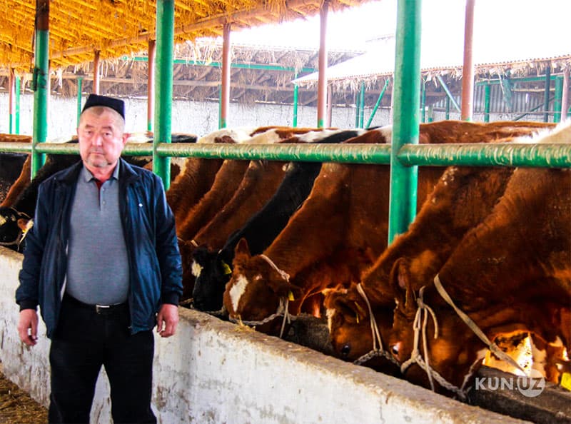 «O‘ynashmagin arbob bilan...» yoxud Qo‘shtepa tumani hokimi tanqidiy maqoladan so‘ng chorvadorga qanday bosim o‘tkazgani haqida