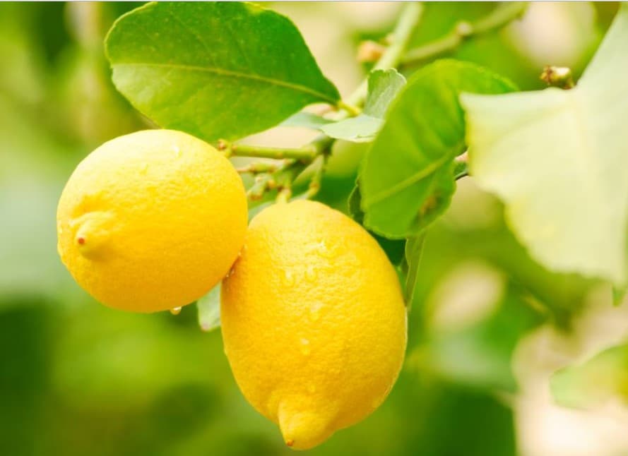 Limonchilik tarmog‘i bo‘yicha prezident qarori qabul qilinadi