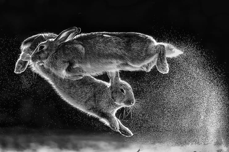 Nature Photographer Of The Year: 2019 yilning eng zo‘r suratlari