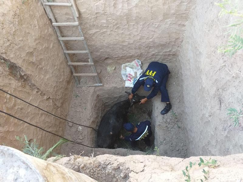 В Сурхандарье спасатели вызволили упавшую в колодец корову