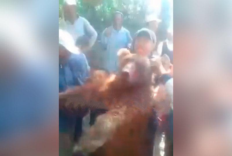 В Узбекистане группа людей жестоко избила медведя, занесенного в Международную красную книгу