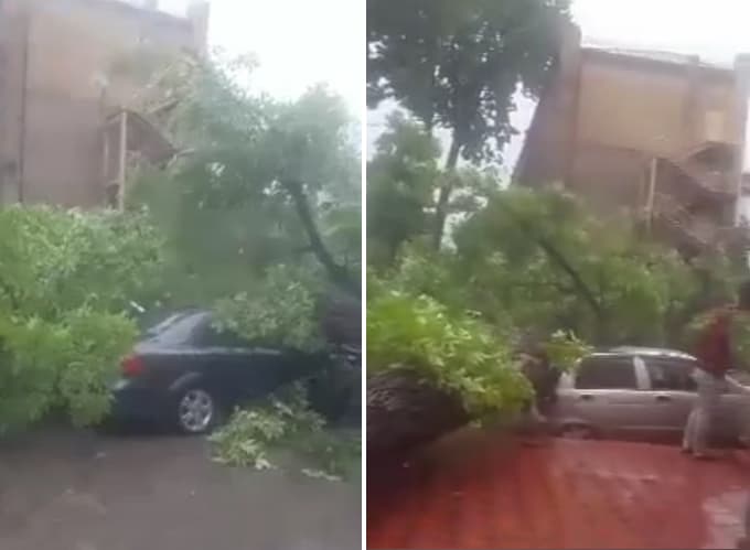 Video: Toshkentda daraxt qulab, yettita mashinani bosib qoldi