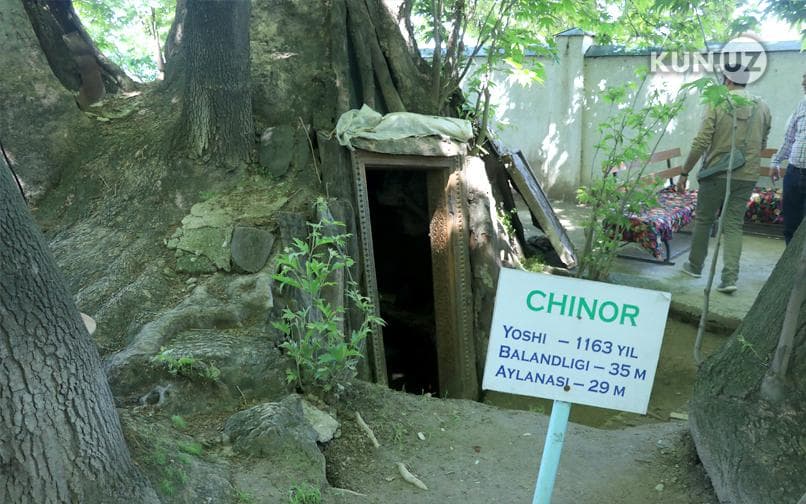 Urgutning «Chorchinor»ida rostdan ham asriy chinorlar kesilganmi? - Kun.uz surishtiruvi