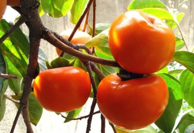 Xurmoning foydali va zararli tomonlari ma'lum qilindi 