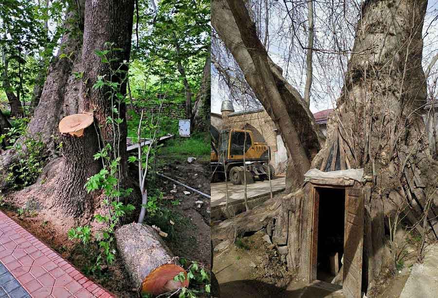 Turizm qo‘mitasining Jamoatchilik kengashi «Chor-Chinor»da chinorlarni kesishni to‘xtatishga chaqirdi